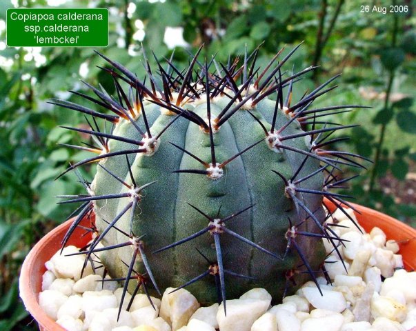 Copiapoa _calderana _ssp.calderana 'lembckei'_ 04
